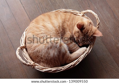 Ginger cat sleeping in basket