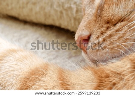 Ginger cat sleeping in cat bed. Selective focus. Happy cat relaxing at home.