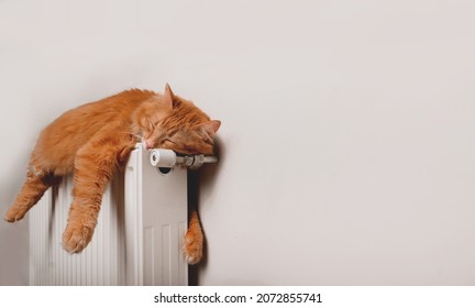 Ginger cat está durmiendo en una pose graciosa. Gato rojo esponjoso en un radiador cálido contra la pared blanca. Cartel para el sitio web. Relájese tranquilamente y disfrute de la tranquilidad de los animales de compañía. Calefacción.