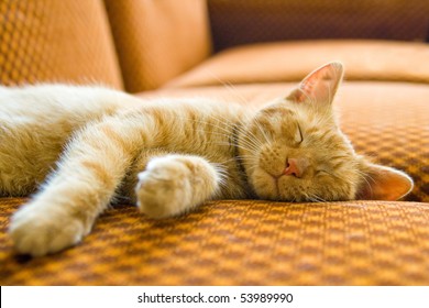 The Ginger Cat Sleeping On Couch