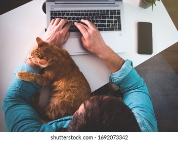 Ingwer Katze, die auf den Händen des Menschen schläft. Mann, der beim Arbeiten von zu Hause aus auf den Laptop tippt.