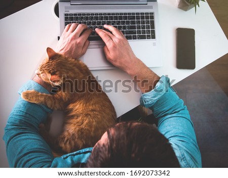 Ginger cat sleeping on man's hands. Man typing on laptop while working from home.