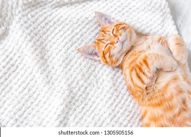 Ginger Cat Sleeping On Soft White Blanket, Cozy Home And Relax Concept, Cute Red Or Ginger Little Cat.