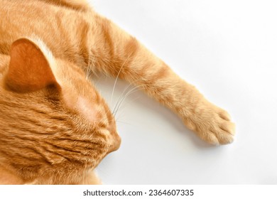 Ginger cat sleeping on the table at home. Happy tabby cat resting in a house. Flat lay top view photo.