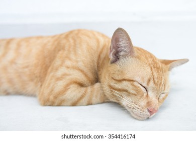 Ginger Cat Sleeping On The White Background Floor