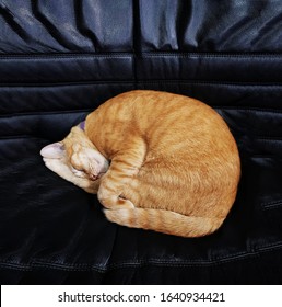 Ginger Cat Sleeps In Circle Shape On Black Leather Sofa.