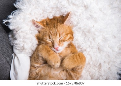 Ginger Cat Sleeps In Funny Pose. Baby Cat Sleeping In Bed. 