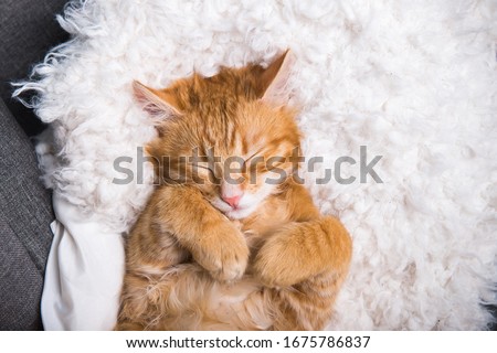 Ginger cat sleeps in funny pose. Baby cat sleeping in bed. 