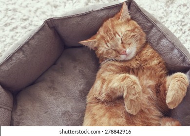 A ginger cat sleeps in his soft cozy bed on a floor carpet - Powered by Shutterstock
