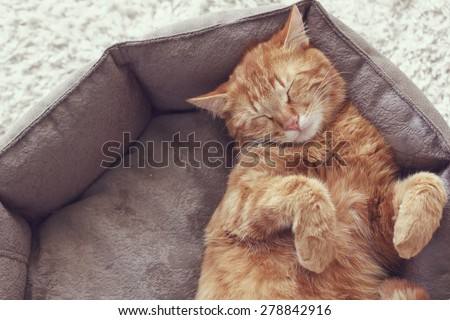 A ginger cat sleeps in his soft cozy bed on a floor carpet