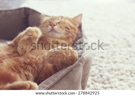 A ginger cat sleeps in his soft cozy bed on a floor carpet, soft focus