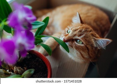 Ginger Cat Smelling Dendrobium Orchid Flower Lying In Carton Box On Window Sill At Home. Curious Pet Examines Plants