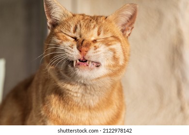 Ginger Cat Is Smile With Closed Eyes At Blurred Background