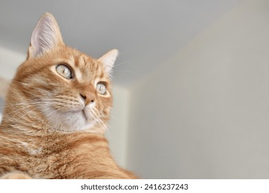Ginger cat smiling. Happy tabby cat sitting at home. Close up cat face. Copy space.  - Powered by Shutterstock