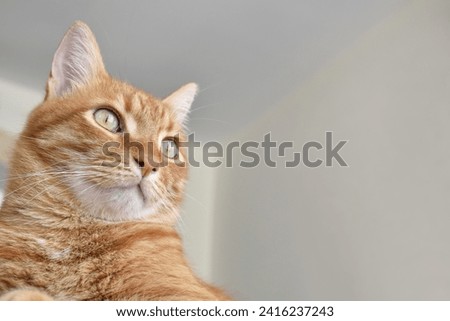Ginger cat smiling. Happy tabby cat sitting at home. Close up cat face. Copy space. 