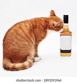 ginger cat sniffing a bottle of bourbon - Shutterstock ID 1893591964