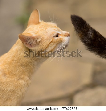Ginger cat sniffs the black tail of his beloved cat. The behavior of cats in the mating season