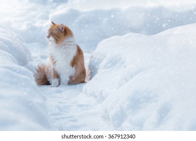 Ginger cat in the snow. Cat sitting on a path in the snow.