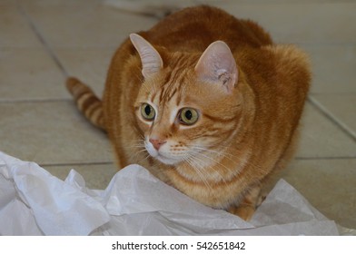 Ginger Cat Stalking Paper