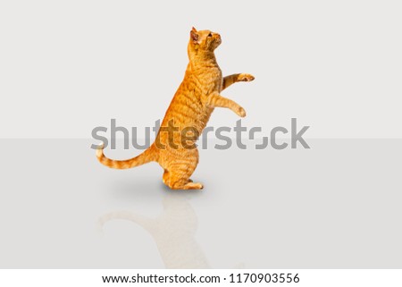 Similar – Image, Stock Photo Tiger climbs into the water