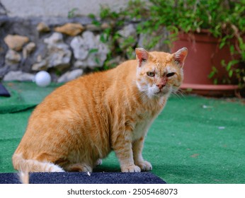 Ginger cat staring intently with green foliage and terracotta pot in the background, perfect for diverse uses. - Powered by Shutterstock