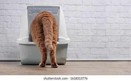 Ginger cat step inside a litter box. Horizontal image with copy space.
