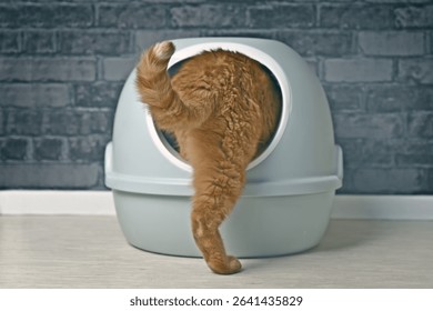 Ginger cat step inside a self cleaning litter box. Horizontal image with selective focus.