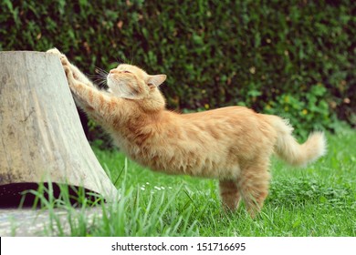 Ginger cat is stretching - Powered by Shutterstock