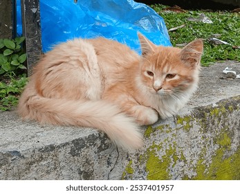 A ginger cat with striking white markings sits on a concrete step, looking directly at the camera with curious eyes. Its soft fur and relaxed pose create a heartwarming image. - Powered by Shutterstock