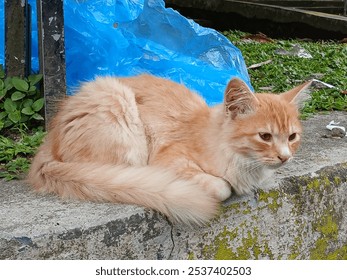 A ginger cat with striking white markings sits on a concrete step, looking directly at the camera with curious eyes. Its soft fur and relaxed pose create a heartwarming image. - Powered by Shutterstock