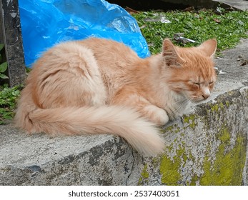 A ginger cat with striking white markings sits on a concrete step, looking directly at the camera with curious eyes. Its soft fur and relaxed pose create a heartwarming image. - Powered by Shutterstock