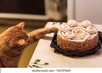 ginger-cat-sweet-cake-lover-260nw-742707649.jpg