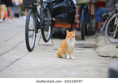 Cat staring at camera Images, Stock Photos & Vectors | Shutterstock