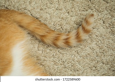 Ginger Cat Tail Close Up, Relaxed Cat Lying On Fluffy Carpet