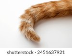 Ginger cat tail. Cat laying on the floor at home. Happy tabby cat sitting in a house.