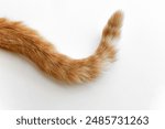 Ginger cat tail. Cat laying on the floor at home. Happy tabby cat sitting in a house.