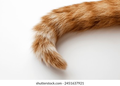Ginger cat tail. Cat laying on the floor at home. Happy tabby cat sitting in a house. - Powered by Shutterstock