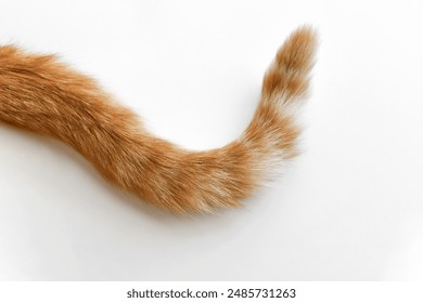 Ginger cat tail. Cat laying on the floor at home. Happy tabby cat sitting in a house. - Powered by Shutterstock