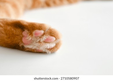 Ginger cat toe beans close up. Tabby cat sleeping at home. Copy space is on the right.