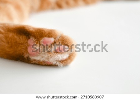 Ginger cat toe beans close up. Tabby cat sleeping at home. Copy space is on the right.