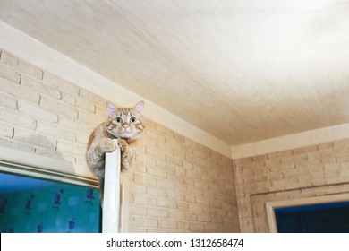 Kitten Door Stock Photos Images Photography Shutterstock