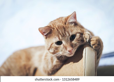 Kitten Door Stock Photos Images Photography Shutterstock