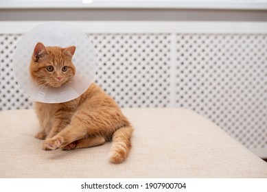 Ginger cat with Vet Elizabethan collar lying on the sofa in the room, white background, close up, copy space.