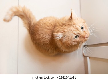 Ginger cat waiting while door will be open, looking up. Cat at veterinary clinic. Cat near the door. Nice yeallow cat looking up. Pet at home. Ginger kitten