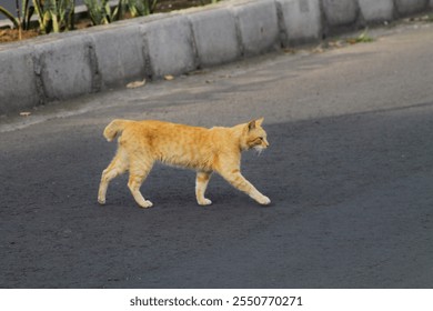 Ginger Cat Walking Confidently Across Urban Street Outdoors. - Powered by Shutterstock