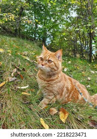 Ginger Cat Walking In The Forest