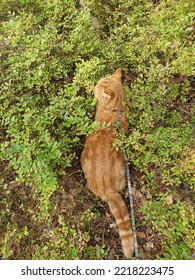 Ginger Cat Walking In The Forest