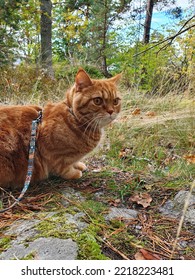 Ginger Cat Walking In The Forest