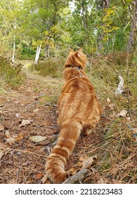 Ginger Cat Walking In The Forest