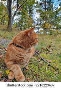 Ginger Cat Walking In The Forest